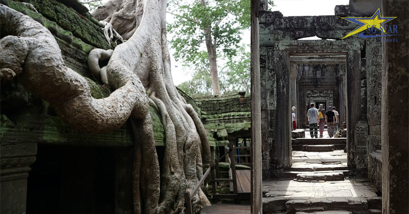 Đền Ta Prohm được bao quanh bởi những cây cổ thụ to lớn và kỳ lạ