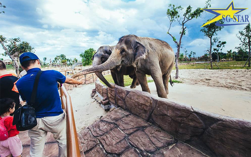 Dịch vụ cho voi ăn tại Safari Phú Quốc mà bạn có thể trải nghiệm