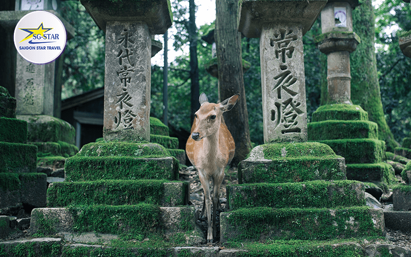 Du lịch Nhật Bản 7 ngày 6 đêm- Công viên Nara