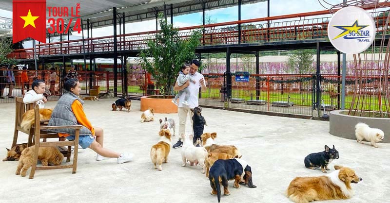 Nông Trại Cún - Puppy Farm Đà Lạt Nơi “Sống Ảo” Siêu Dễ Thương