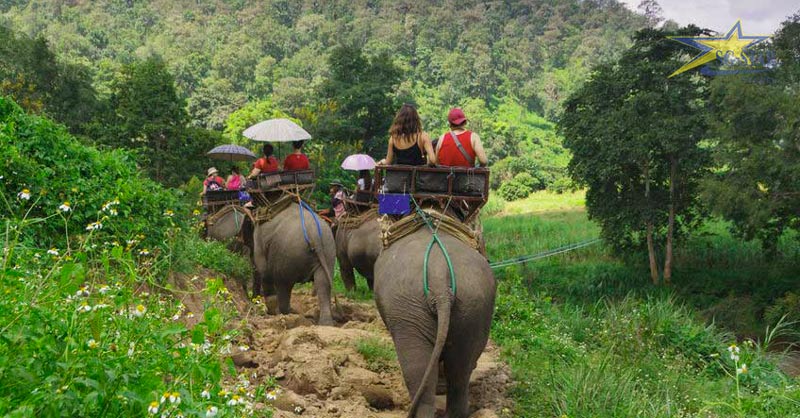 Những chú voi tại Chiang Mai 