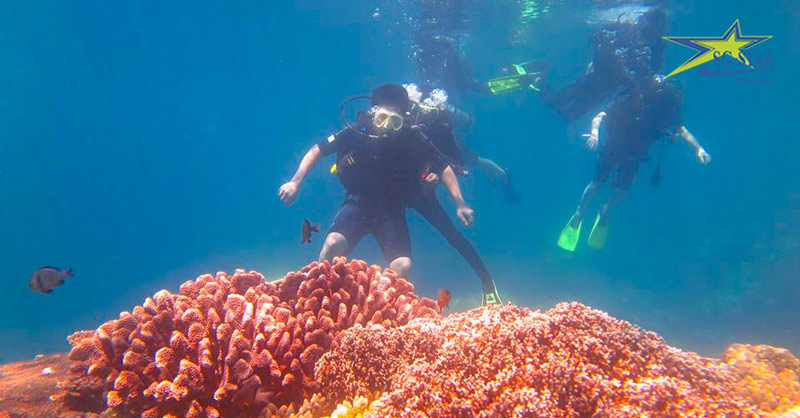 Lặn ngắm san hô tại đảo Hòn Một Nha Trang - Tour Du lịch Nha Trang Đà Lạt