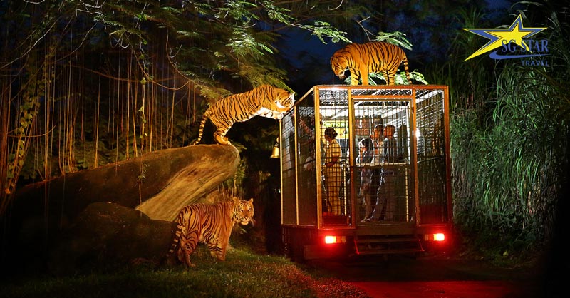 Tham quan vườn thú đêm Night Safari