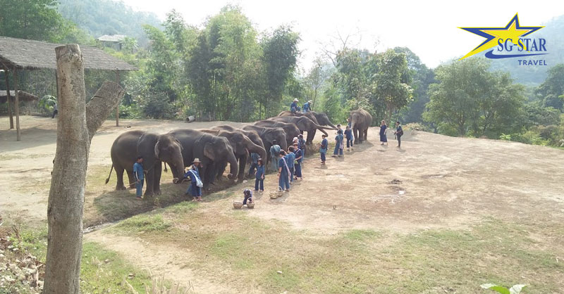 
Trung tâm huấn luyện voi nổi tiếng tại Thái Lan