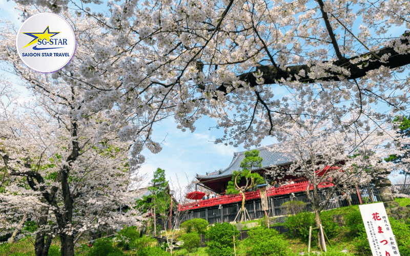 Ngắm hoa anh đào ở công viên Ueno